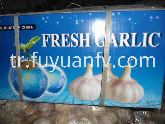 garlic 5